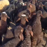 تعداد بالا میش بره دار