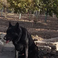 ژرمن بلک|سگ|نیشابور, فضل|دیوار