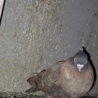 کبوتر گمشده