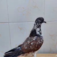 کفتر پرشی|پرنده|تهران, شهرک طالقانی|دیوار