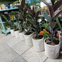 گل و گلدان|گل و گیاه طبیعی|رباط‌کریم, شهرک درخشان|دیوار