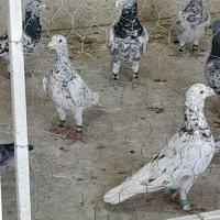 پرنده فروشی عمو حمید|پرنده|شیروان (خراسان), |دیوار