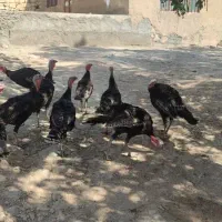 فروش بوقلمون محلی|حیوانات مزرعه|فیروزآباد (فارس), |دیوار