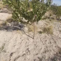 فوری|فروش دفتر صنعتی، کشاورزی، تجاری|اسکو, |دیوار