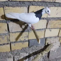 پرنده|پرنده|خرمشهر, |دیوار