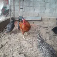 خروس