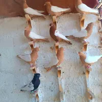 سینه سرخ|پرنده|شیراز, دلگشا|دیوار