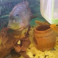 ماهی کت فیش اسپرت (لجن خوار) فلاور باکس و پرت مولد