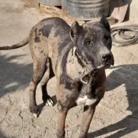 ماد‌ه جو‌ان و پا‌کو‌تا