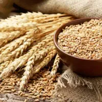 فروش گندم ساجی