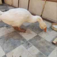 قو غاز اکراینی قشنگ ترین حیون|حیوانات مزرعه|اصفهان, شیخ طوسی|دیوار