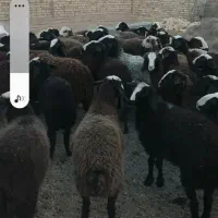 نژاد برتر دنیاه شال