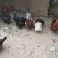 مرغ تخمگذار محلی|حیوانات مزرعه|الوند, |دیوار