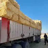 کاه پرس ،کلش گندم  ،کاه گندم ،کاه باگاس