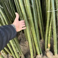 نهال صنوبر نگرا کبوده انواع نهال میوه