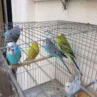 مرغ عشق|پرنده|تهران, دستغیب|دیوار