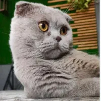 گربه ماده اسکاتیش