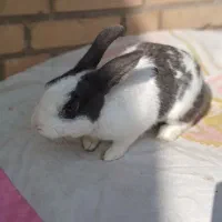 خرگوش دستی و بازیگوش