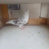 1طوق کبوتر