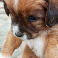 پت مالتیز با۳تا عروسک|سگ|رشت, نیروی دریایی|دیوار