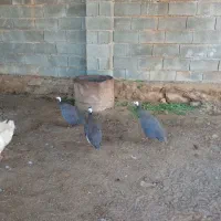 مرغ|حیوانات مزرعه|اهواز, حصیرآباد|دیوار