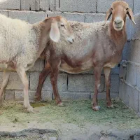 میش چینی قندوزی ابستن سنگین مایه کرده دوقولوزا|حیوانات مزرعه|کرمان, |دیوار