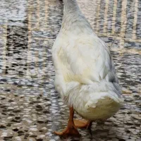 حیوان خانگی