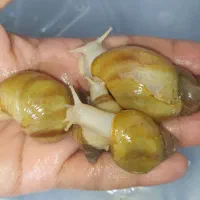 حلزون البینو و آچاتینا