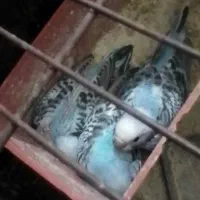 مرغ عشق مولد|پرنده|بندر ماهشهر, |دیوار