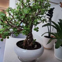 گل زینتی بونسای خرفه