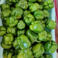 فلفل دلمه ترد و تازه کیلو 80