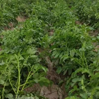 3هکتار زمین مرغوب سیب زمینی محدوده جیرفت