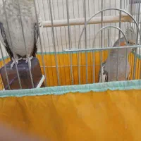 عروس هلندی با همه چی|پرنده|تهران, شکیبا|دیوار