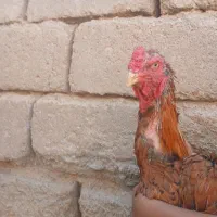 خروس لاری|حیوانات مزرعه|نیشابور, خط کاشمر|دیوار