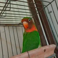 طوطی برزیلی بالغ نر سالم