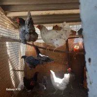 تعداد ۸عدد مرغ ایسپار تخک کذار جوان