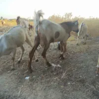 فروش 3 عدد چپش