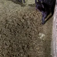 بز  مهربان و افشار|حیوانات مزرعه|سنندج, |دیوار