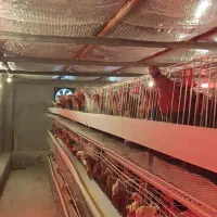 500عدد مرغ ها گل  پایگانی|حیوانات مزرعه|عطاملک, |دیوار