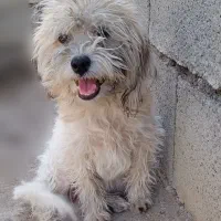 حیوان خانگی