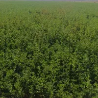 یونجه درجه یک