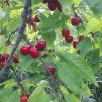 هزار متر باغ مثمر فنس دار