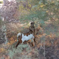 کهره نر پاکستانی|حیوانات مزرعه|فین, |دیوار