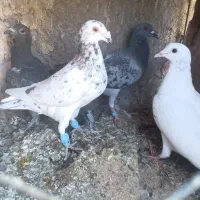 کبوتر