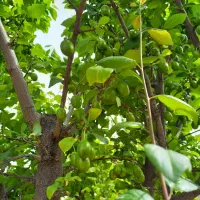 تقریبا ۲۵۰۰متر باغ ویلا|فروش دفتر صنعتی، کشاورزی، تجاری|بوئین زهرا, |دیوار