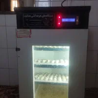 تخم نطفه دار بلدرچین|حیوانات مزرعه|زاهدان, |دیوار