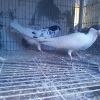 جفت یال شهری میمند|پرنده|میمند, |دیوار