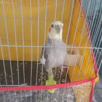 عروس نر خاکستری صحبتی در کاشمر