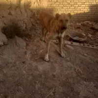 سگ سرابی اصل فقط برای نگهبانی