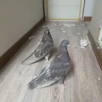 کبوتر سرور|پرنده|اردبیل, |دیوار